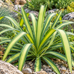 Juka previsnutá (Yucca recurvifolia) ´BANANA SPLIT´ - výška 10-20 cm, kont. C2L (-20°C)